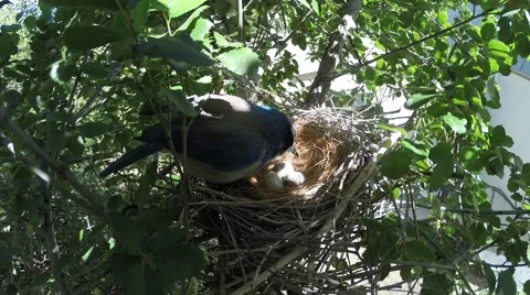 Scrub Jay Documentary moving eggs GoPro Hero3+ Black V17307 Stock Footage 49038154
