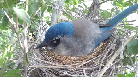 Scrub Jay Documentary Snoozing on nest in morning GoPro Hero3+ Black V17320 Stock Footage 49040044