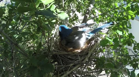 Scrub Jay Documentary Squawk and leave GoPro Hero3+ Black V17304 Stock Footage 49036190