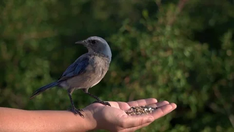 Scrub Jay eating some bird seed! Stock Footage 154720862