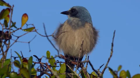 SCRUB JAY EXTREME CLOSE UP Video stock 228708591