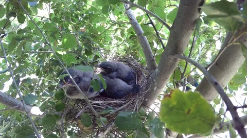A Scrub Jay feeds her chicks in the nest, close-up 4K/UHD Stock Footage 76485027