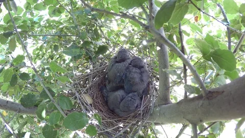 A Scrub Jay feeds her chicks in the nest, close-up 4K/UHD Stock Footage 76485694
