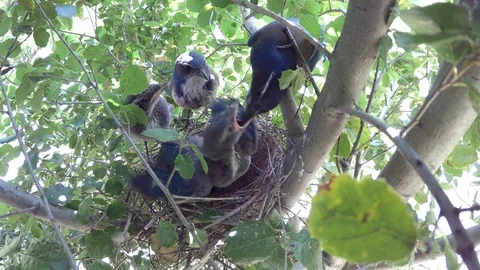 A Scrub Jay feeds her chicks in the nest, close-up 4K/UHD Video stock 76485867