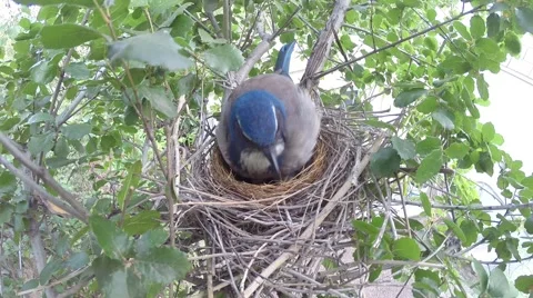 Scrub Jay female adjusts eggs and spins V17378 Stock Footage 49362623