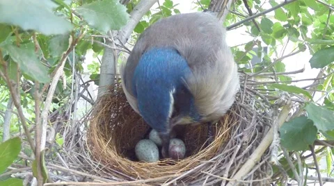 Scrub Jay female adjusts eggs medium view V17406 Video stock 49362812