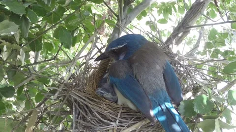 Scrub Jay female eats worm V18272 Stock Footage 50062371