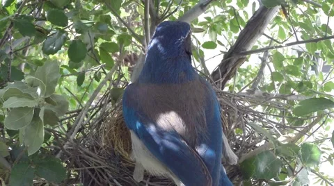 Scrub Jay female flies off with dead leaf V18050 Stock Footage 49796596