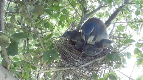 Scrub jay female grabs dead leaves and leaves V18196 Video stock 49870412