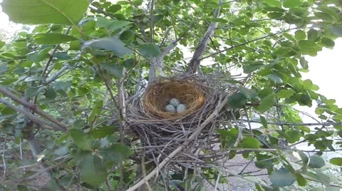 Scrub Jay female returns to nest V17375 Stock Footage 49361904