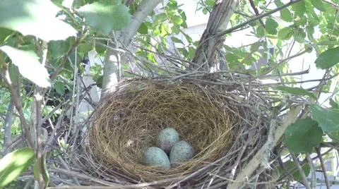 Scrub Jay female returns to nest and sits zoomed V17423 Video stock 49363210