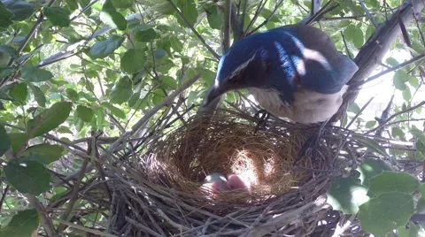 Scrub Jay female returns to nest inspects chicks V17565 Video stock 49384091