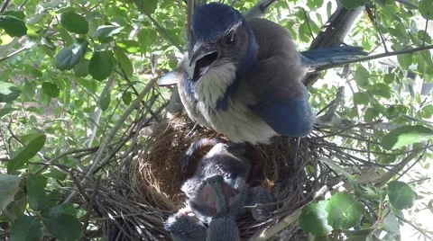 Scrub Jay female shading squirming chicks V18043 Stock Footage 49796661