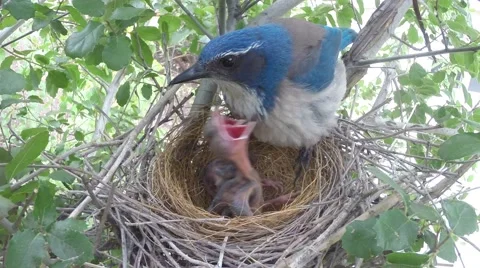 Scrub Jay female sits on begging chicks V17904 Video stock 49796464