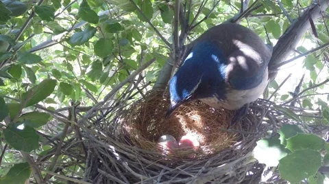 Scrub Jay female sits on chicks V17566 Video stock 49383640