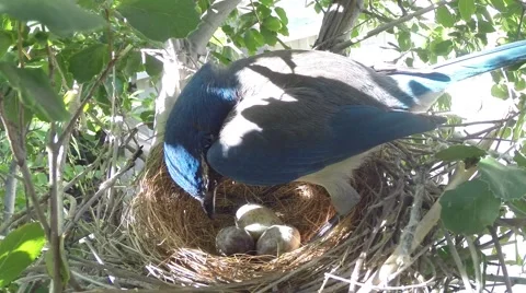 Scrub Jay Female standing adjusting eggs V17401 Video stock 49362618