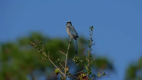 SCRUB JAY FULL SHOT Stock Footage 228708431