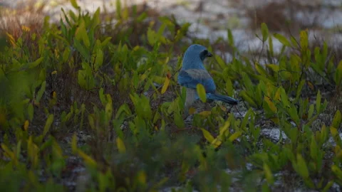 SCRUB JAY ON GROUND 스톡 동영상 228708370