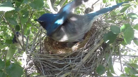Scrub Jay male Documentary feeds female adjusts eggs and sits GoPro V17090 Video stock 48754880