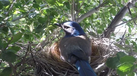Scrub Jay male returns all feed  V17585 Stock Footage 49384377
