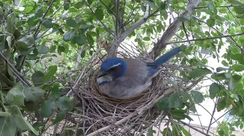 Scrub Jay male returns all feed goov view male leaves V17889 Stock Footage 49796410