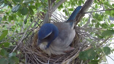 Scrub Jay male returns all feed both leave V17939 Video stock 49796484