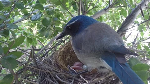 Scrub Jay male returns lots of feeding V17595 Stock Footage 49384573