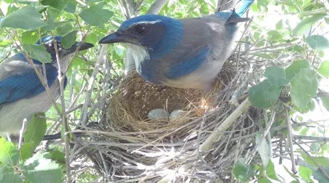 Scrub Jay Nest documentary 2 eggs both birds leave GoPro Hero3+ Black V17004 Stock Footage 48754452