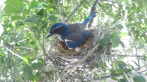 Scrub Jay Nest documentary bird shading 2 eggs GoPro Hero3+ Black V17001 Stock Footage 48754535
