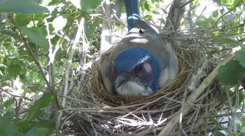 Scrub Jay Nest Documentary brooding face view N GoPro Hero3+ Black V17143 Stock Footage 49014606