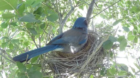 Scrub Jay Nest Documentary calling feeding standing leaving GoPro Hero3+ V17156 Stock Footage 49015068