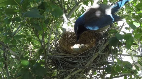 Scrub Jay Nest Documentary carefully adkusting 3 eggs GoPro Hero3+ Black V17155 Stock Footage 49014964