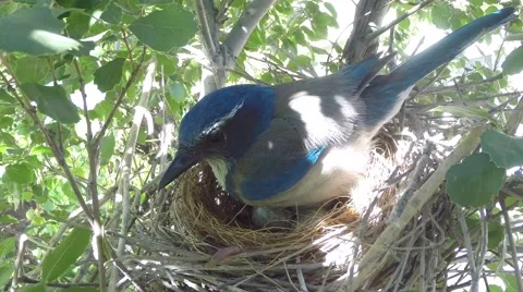Scrub Jay Nest Documentary eating worm GoPro Hero3+ Black V17163 Stock Footage 49017193