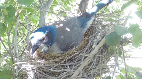 Scrub Jay Nest Documentary feeding and egg adjustment GoPro Hero3+ Black V17116 Stock Footage 49014479