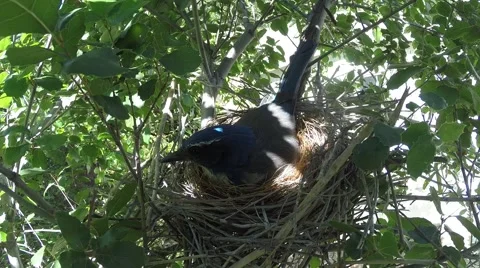 Scrub Jay Nest Documentary feeding syands and inspects eggs GoPro Hero3+ V17168 Stock Footage 49017248