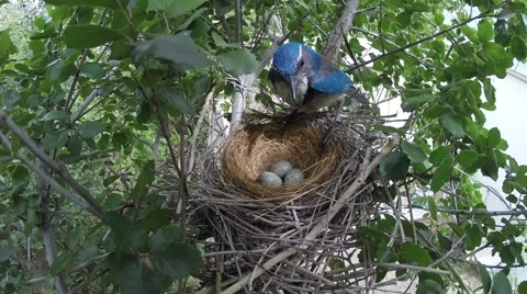 Scrub Jay Nest Documentary female returns to nest GoPro Hero3+ Black V17266 Stock Footage 49033892