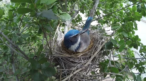 Scrub Jay Nest Documentary female alert leaves nest GoPro Hero3+ Black V17263 Stock Footage 49033966