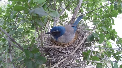Scrub Jay Nest Documentary female yawns adjusts egge GoPro Hero3+ Black V17269 Stock Footage 49034181