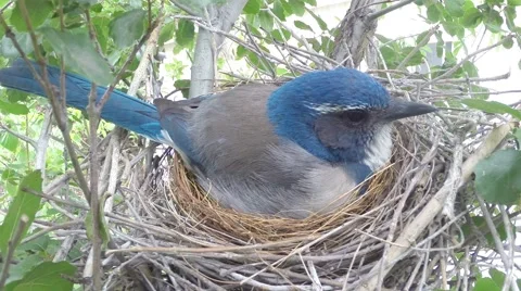 Scrub Jay Nest Documentary female in nest zoomed GoPro Hero3+ Black V17277 Stock Footage 49035223