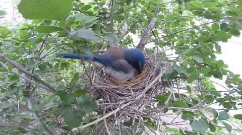 Scrub Jay Nest Documentary female adjusting eggs GoPro Hero3+ Black V17280 Video stock 49035255