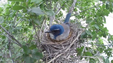 Scrub Jay Nest Documentary female calling leaves nest GoPro Hero3+ Black V17274 Stock Footage 49035320