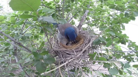 Scrub Jay Nest Documentary female examning eggs GoPro Hero3+ Black V17283 Stock Footage 49035343