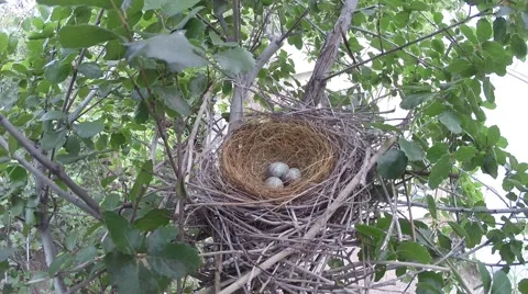 Scrub Jay Nest Documentary female returns to nest GoPro Hero3+ Black V17275 Stock Footage 49035364