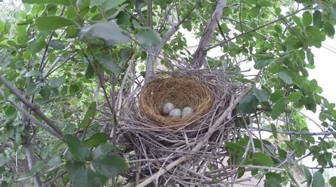 Scrub Jay Nest Documentary female returns to nest GoPro Hero3+ Black V17278 Stock Footage 49035374