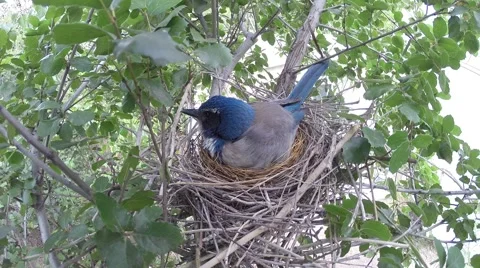 Scrub Jay Nest Documentary female stands adjusts eggs GoPro Hero3+ Black V17271 Stock Footage 49035387