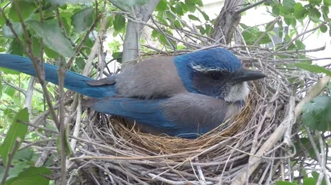 Scrub Jay Nest Documentary female sitting side view zoomed GoPro Hero3+ V17294 Stock Footage 49035960