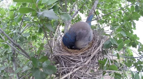 Scrub Jay Nest Documentary female adjusting eggs face view GoPro Hero3+ V17298 Stock Footage 49036178