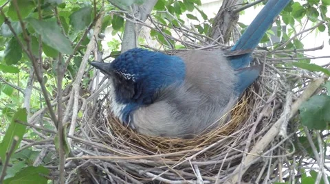 Scrub Jay Nest Documentary female adjusts eggs zoomed GoPro Hero3+ Black V17290 Stock Footage 49036358