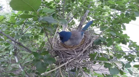 Scrub Jay Nest Documentary female calling leaves nest GoPro Hero3+ Black V17285 Stock Footage 49036563