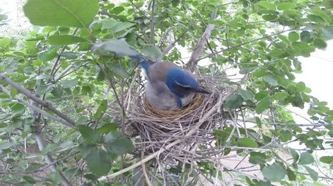Scrub Jay Nest Documentary female edjusting eggs turning GoPro Hero3+ V17284 Stock Footage 49036851